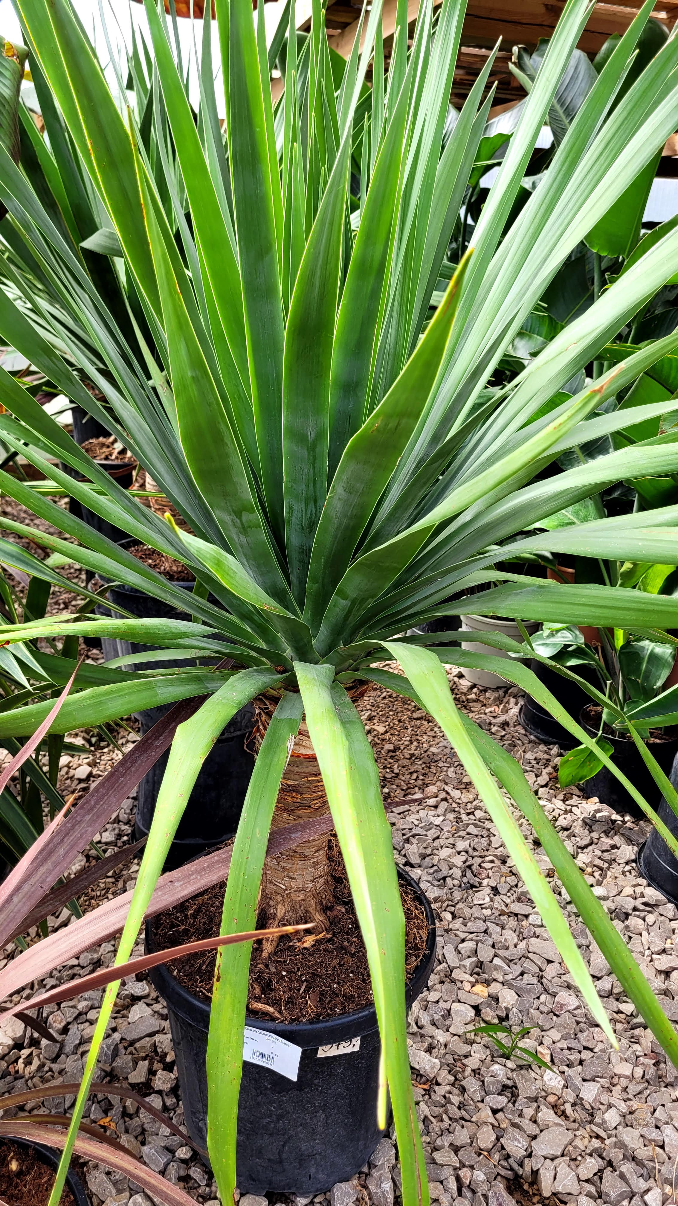 Dracena Draco